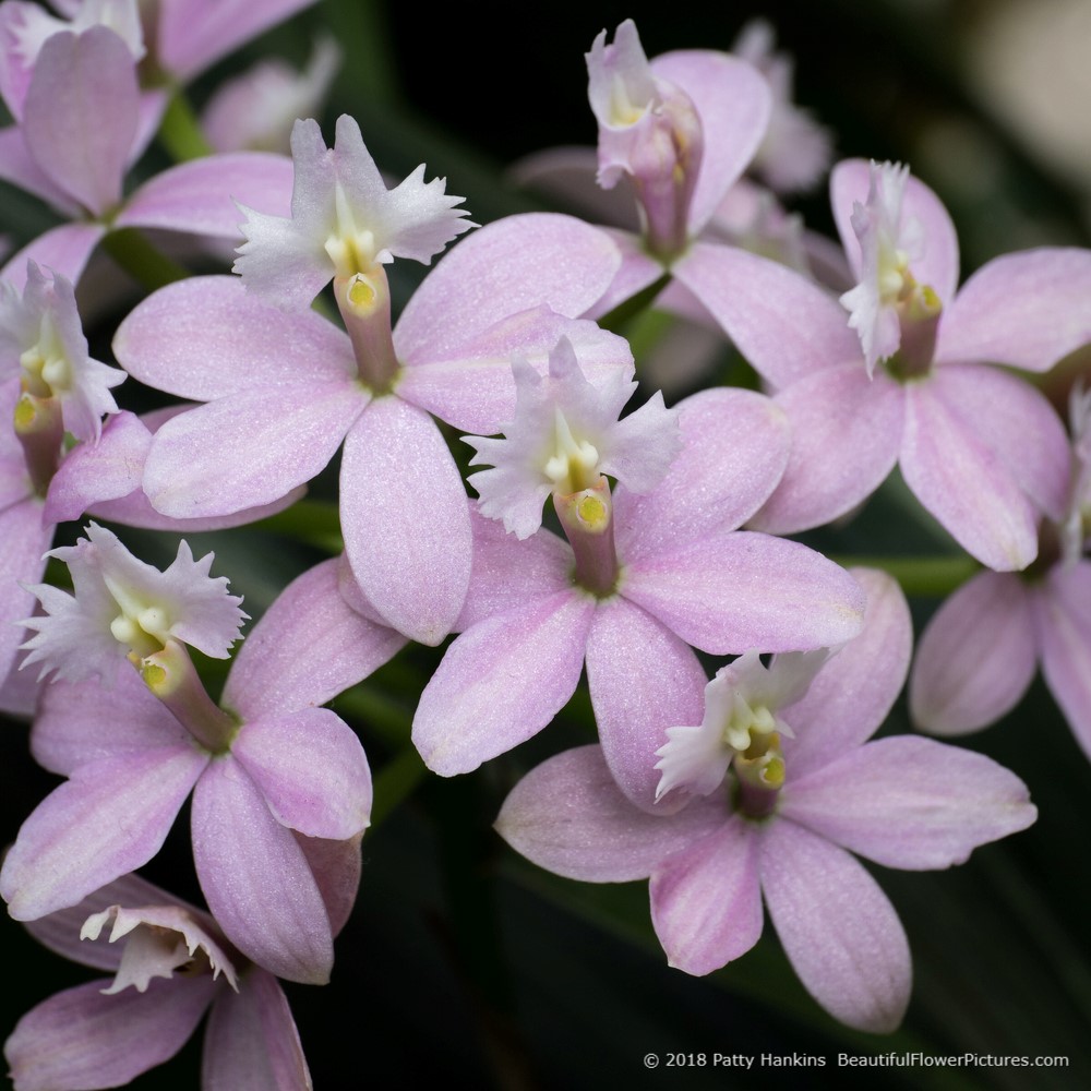 Pink Epidendrum Orchids © 2018 Patty Hankins