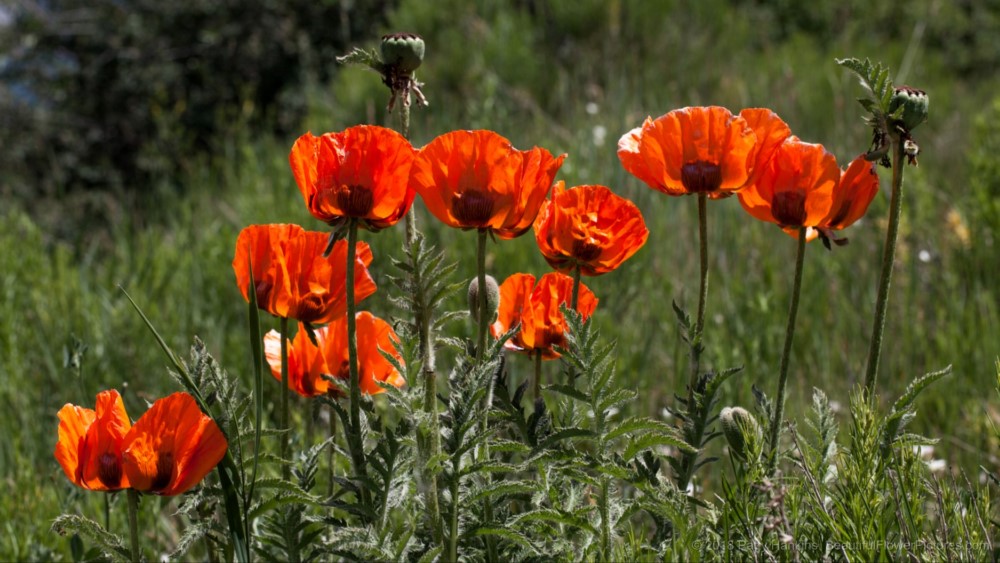 Orange Poppies By the Side of the Road © 2018 Patty Hankins