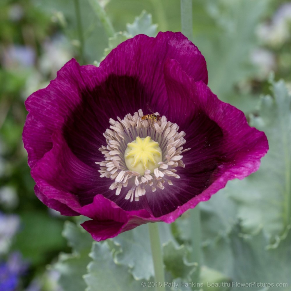 Purple Poppy © 2018 Patty Hankins