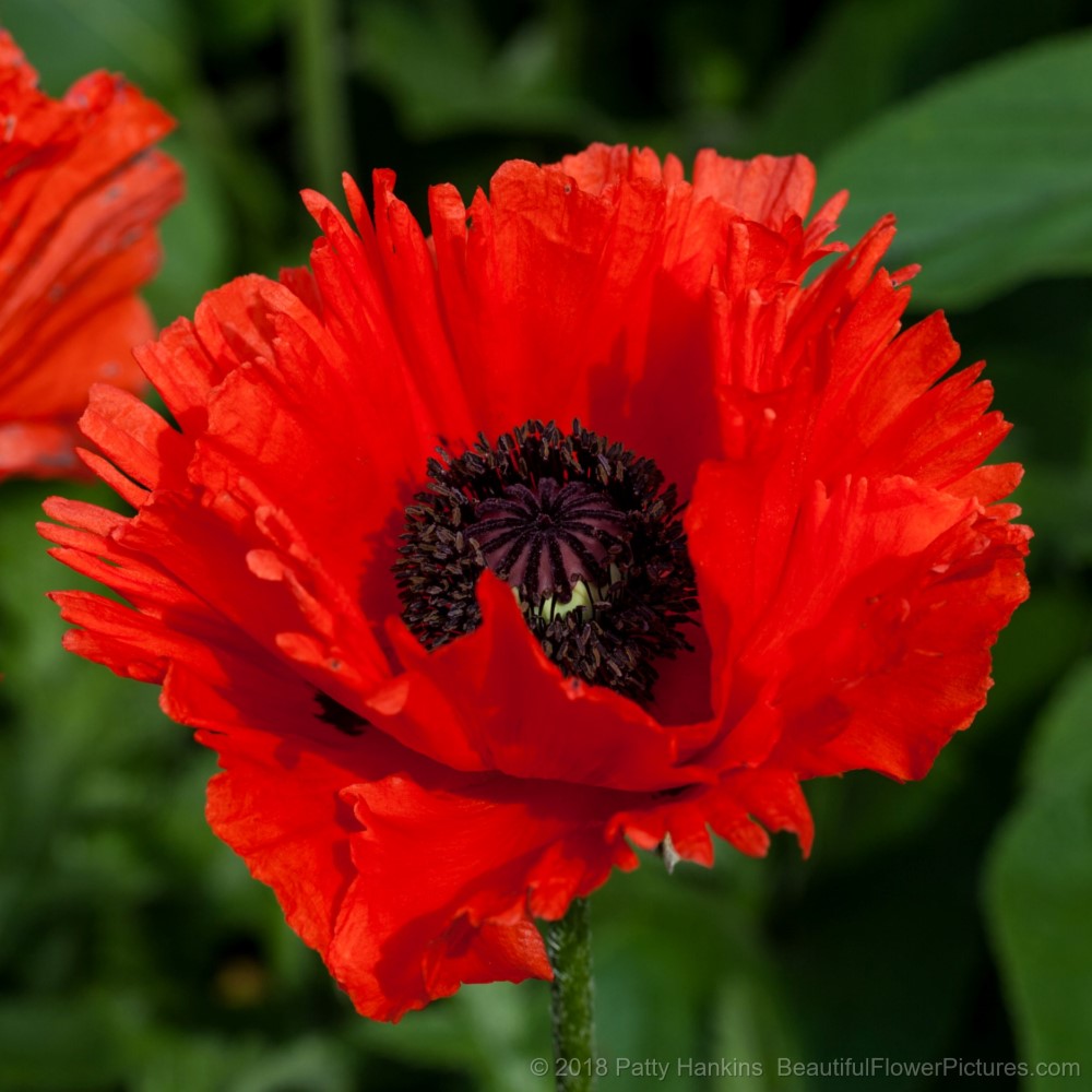 Red Poppy © 2018 Patty Hankins