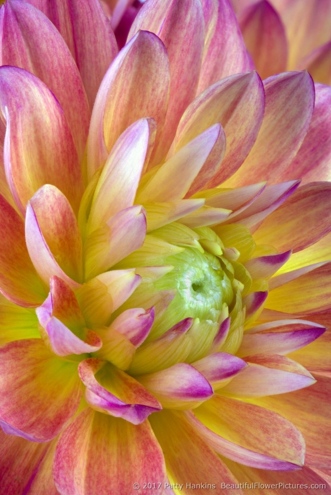 Pink & Yellow Dahlia © 2017 Patty Hankins