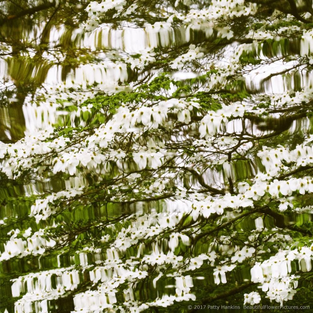 Dogwood Reflections © 2017 Patty Hankins