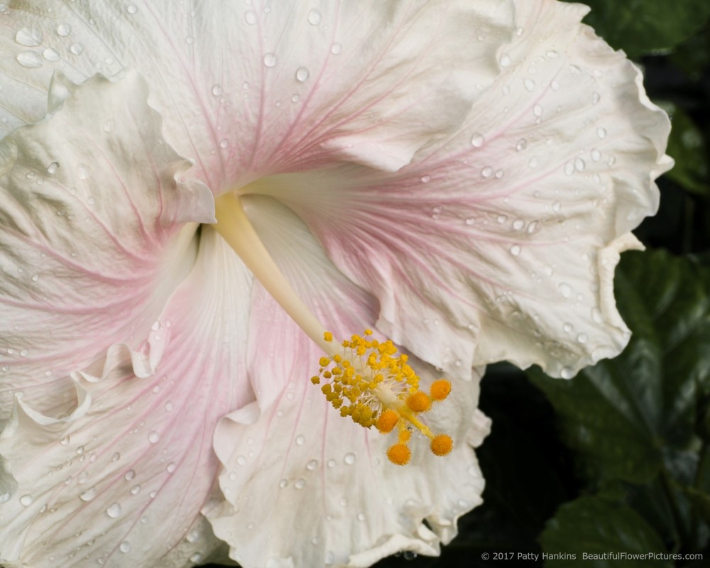 Pearl Hibiscus © 2017 Patty Hankins