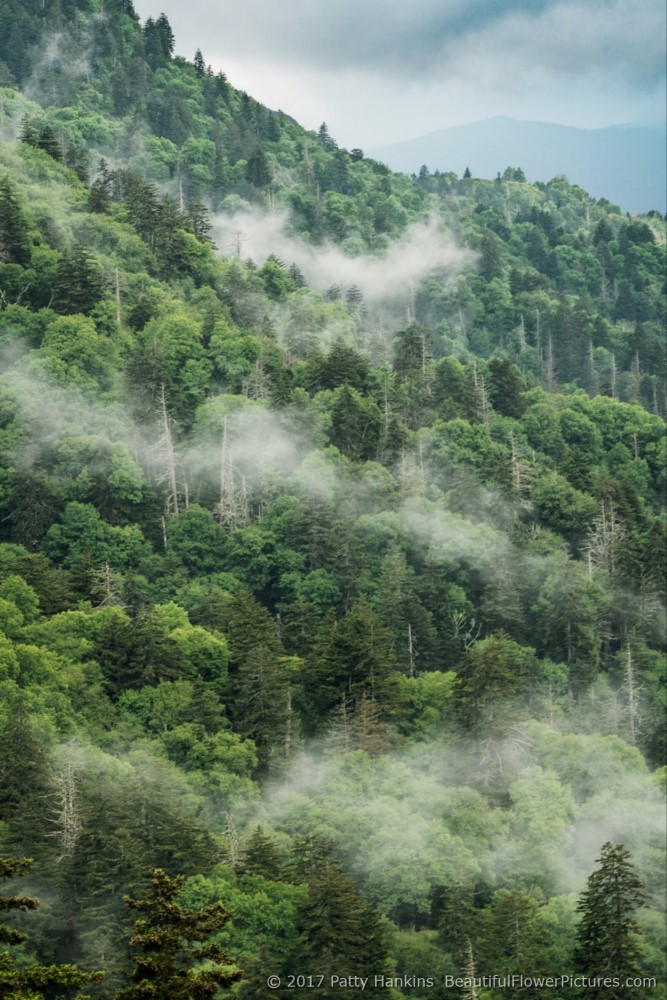 Smoky Mountains and Clouds © 2017 Patty Hankins