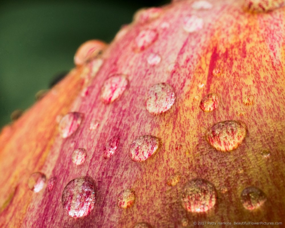 In the Rain © 2017 Patty Hankins