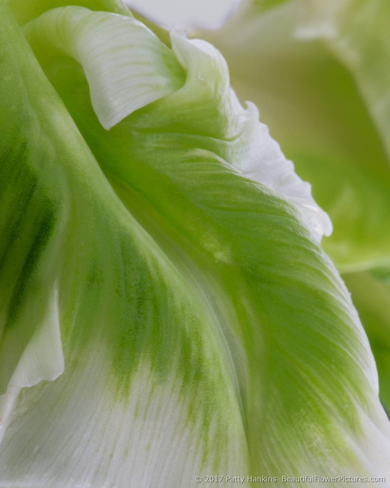 Petals of a Green & White Tulip © 2017 Patty Hankins