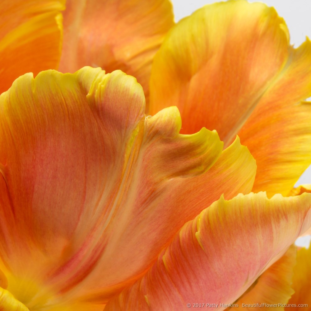 Petals of an Orange Parrot Tulip I © 2017 Patty Hankins