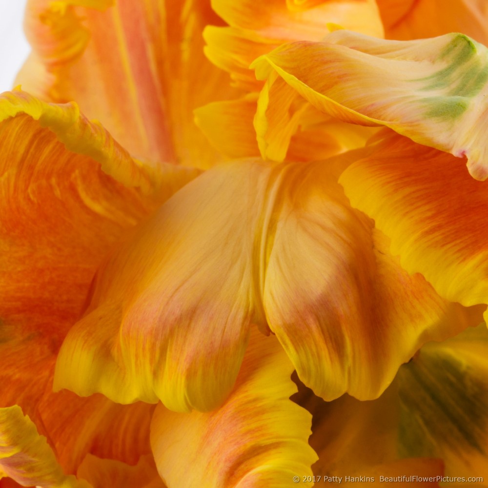 Petals of an Orange Parrot Tulip II © 2017 Patty Hankins