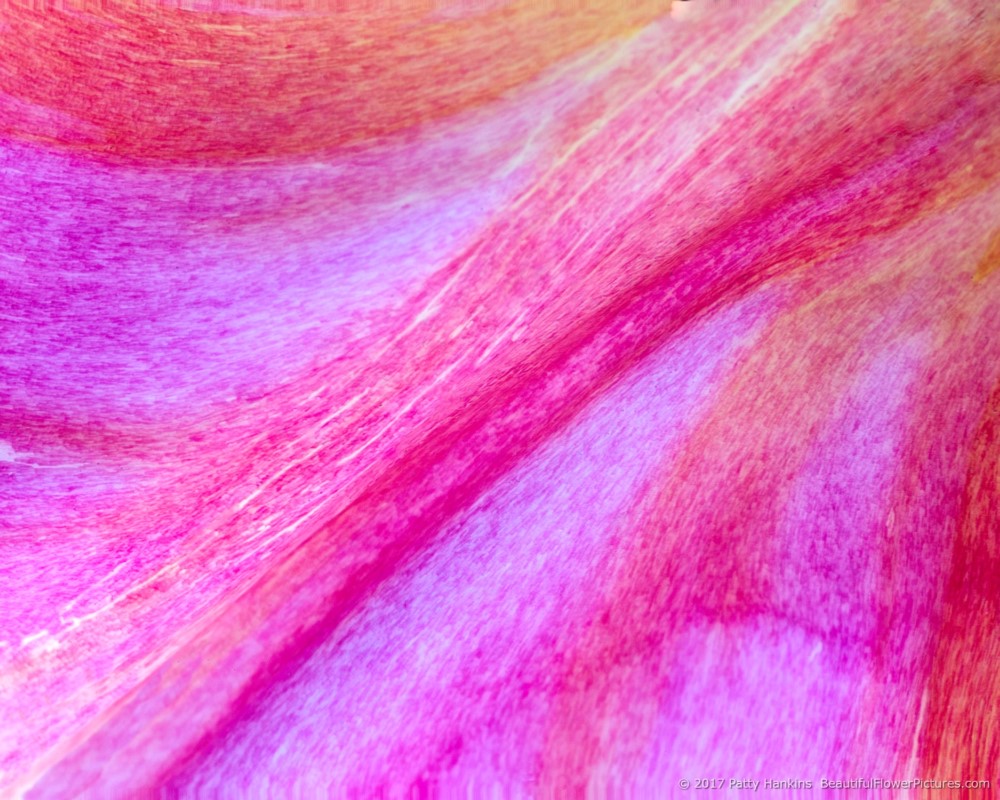 Pink, Purple & Orange II © 2017 Patty Hankins