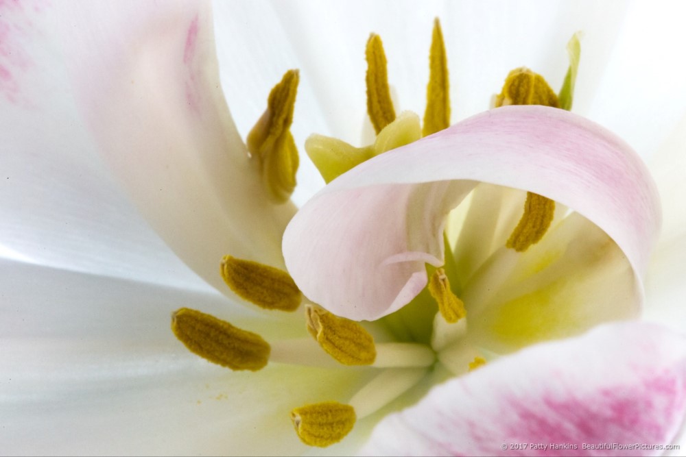 Center of a Pink & White Tulip  © 2017 Patty Hankins