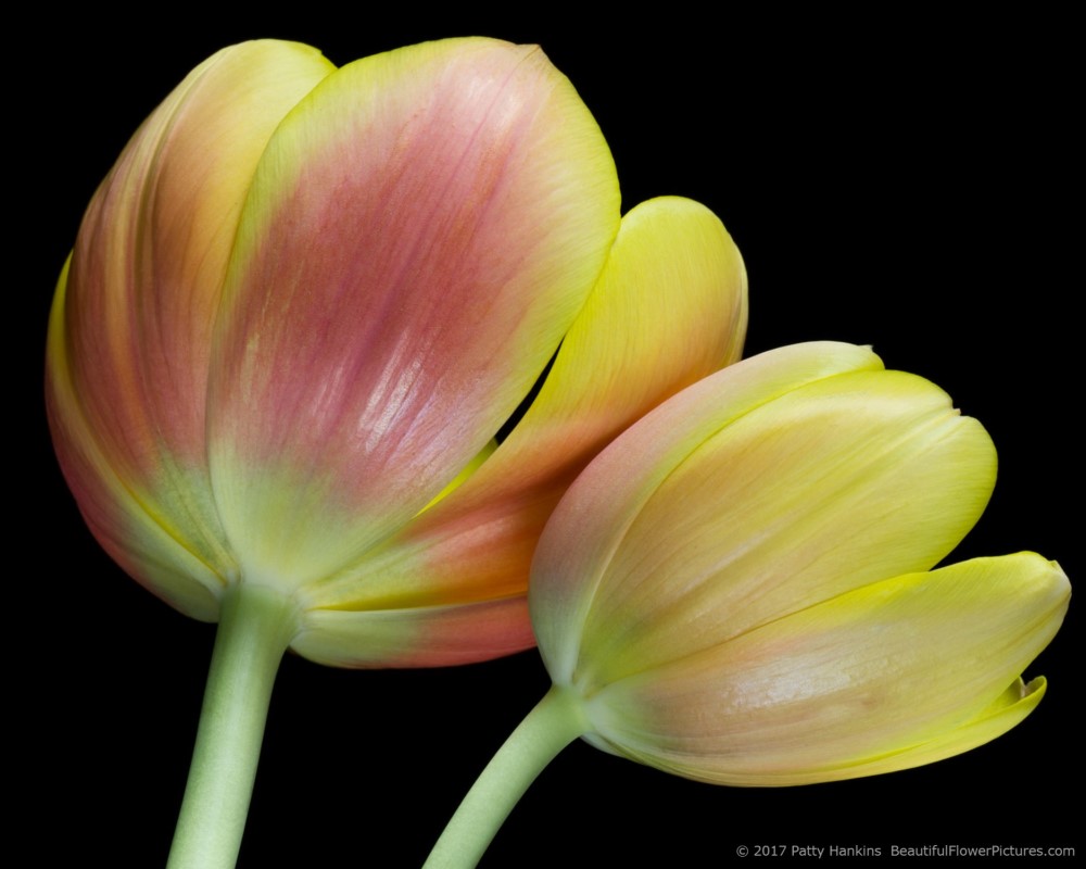 Pink & Yellow Tulips © 2017 Patty Hankins