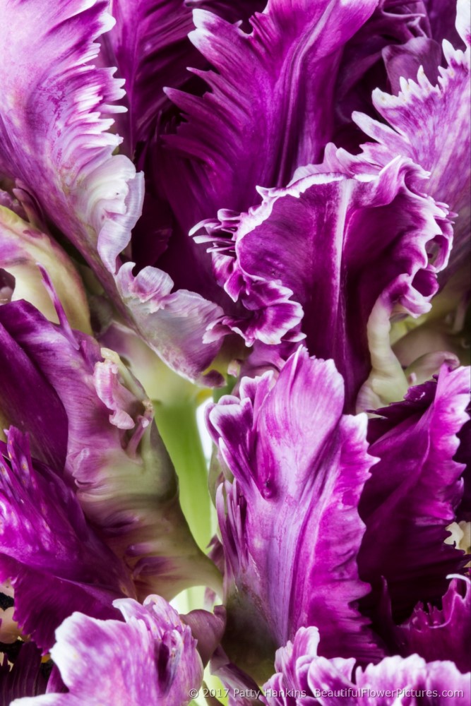 Petals of a Purple Tulip © 2017 Patty Hankins