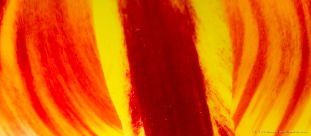 Red & Yellow © 2017 Patty Hankins