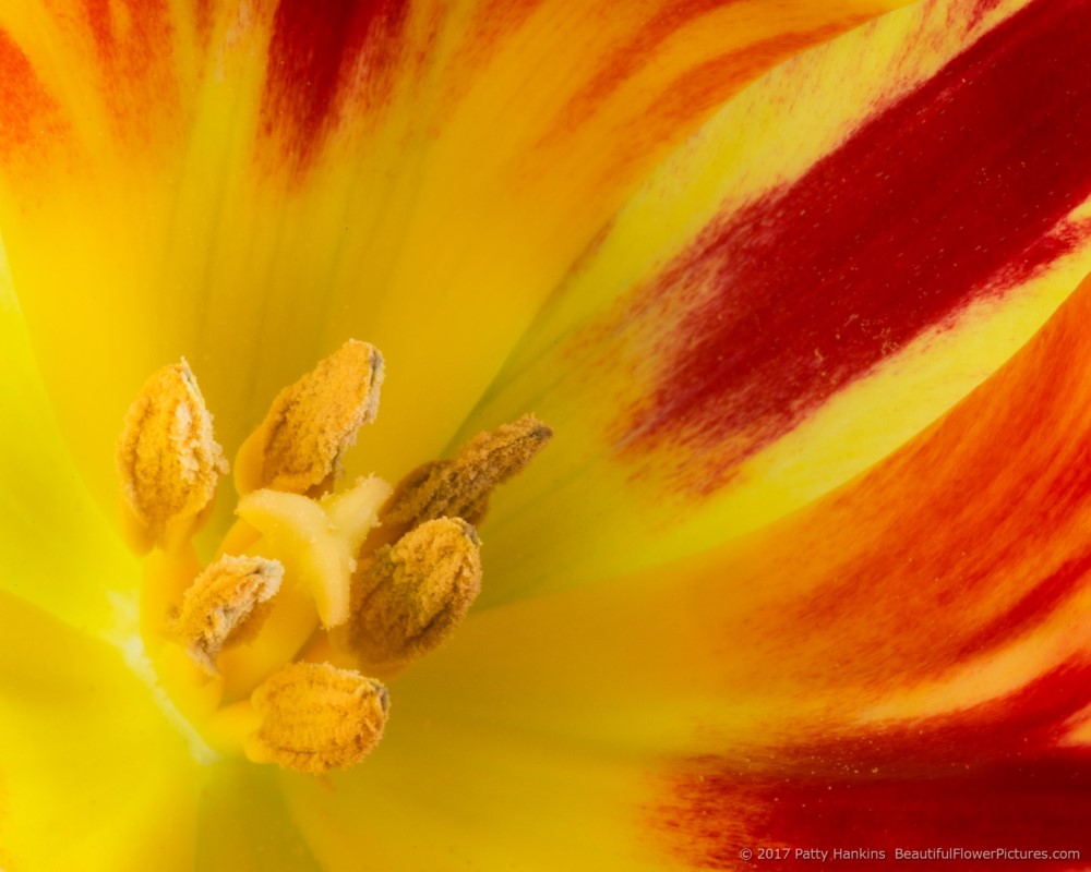 Center of a Red & Yellow Tulip © 2017 Patty Hankins