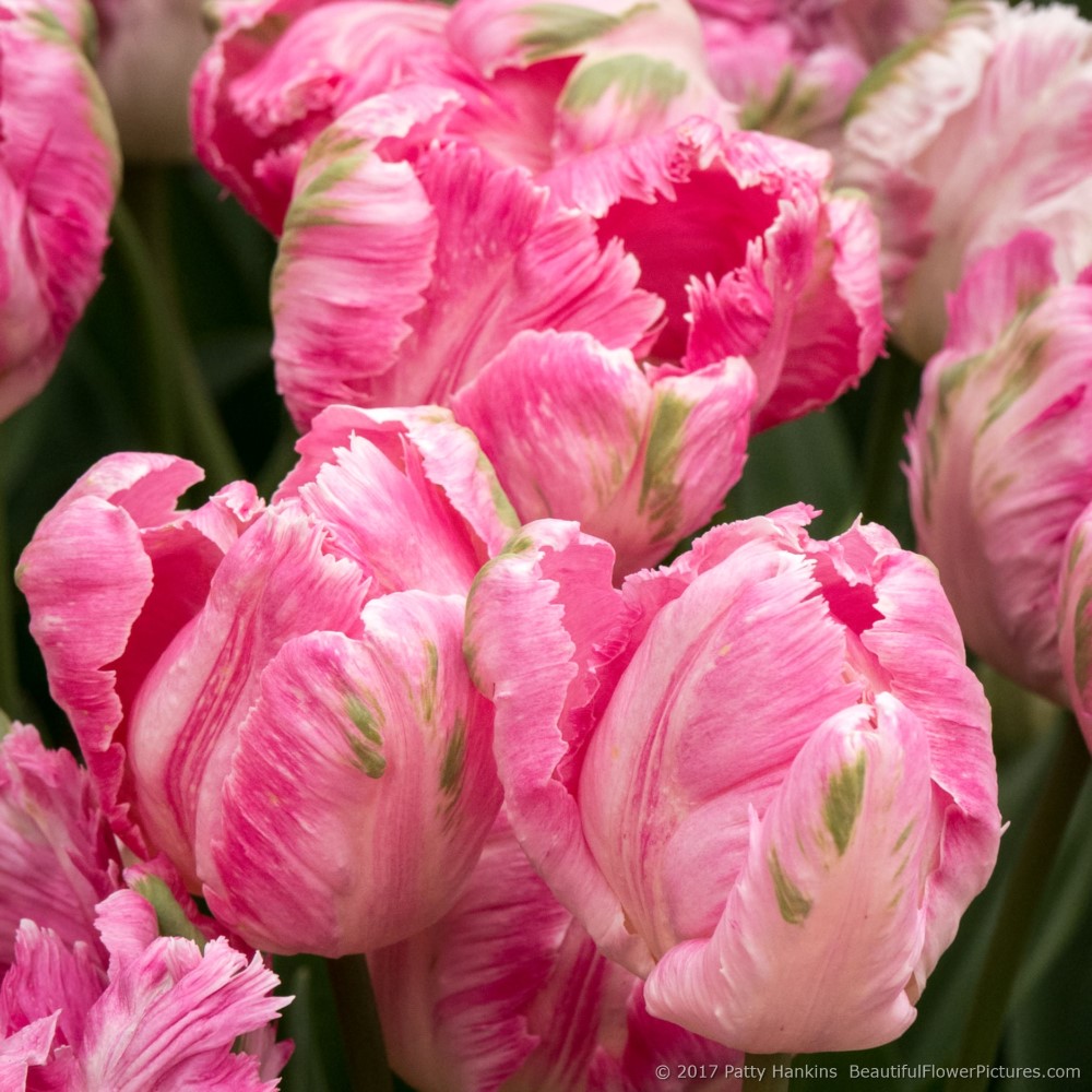 Weber's Parrot Tulips © 2017 Patty Hankins