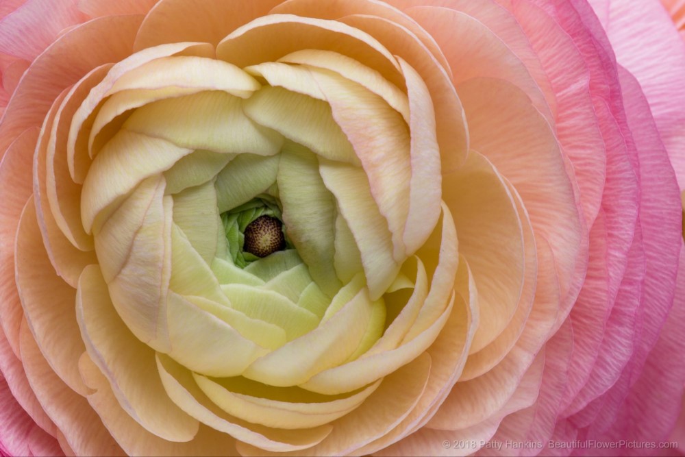 Pink Cloni Ranunculus © 2018 Patty Hankins