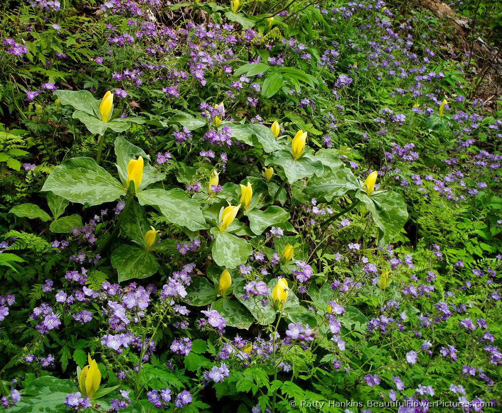 Smoky Mountain Wildflowers © 2009 Patty Hankins