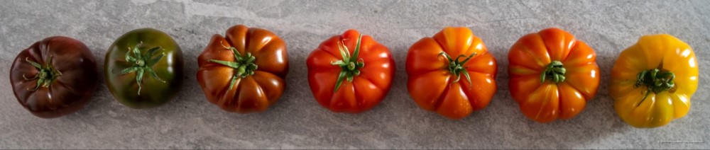 Heirloom Tomatoes Still Life © 2018 Patty Hankins