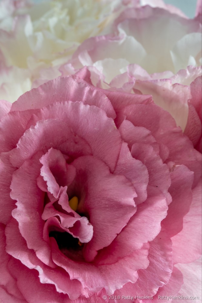 Pink & White Lisianthus © 2018 Patty Hankins