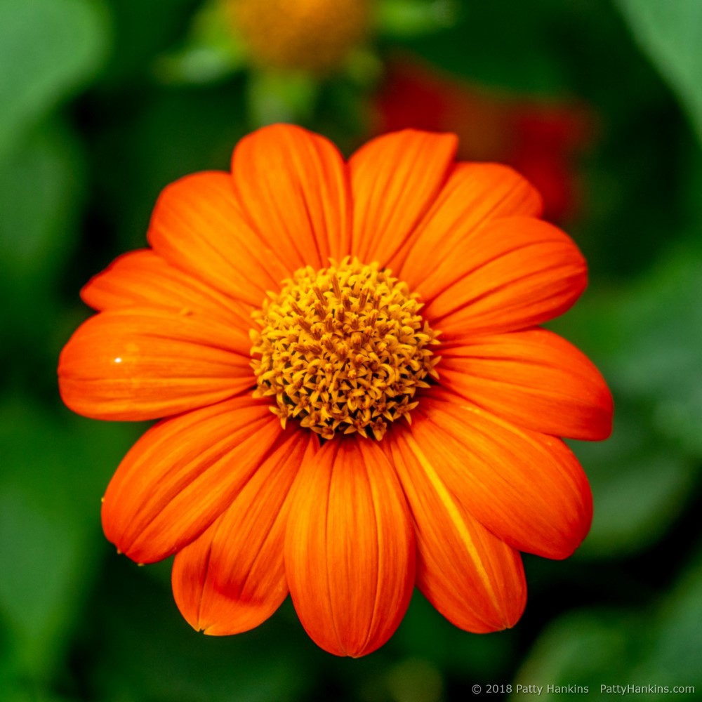 Mexican Sunflower © 2018 Patty Hankins