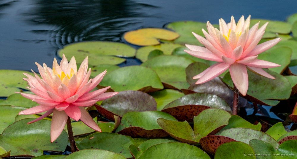 Water Lilies © 2018 Patty Hankins