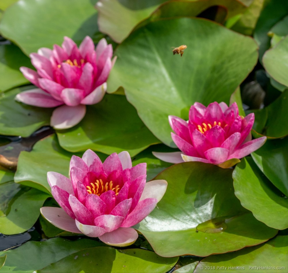 Water Lilies © 2018 Patty Hankins