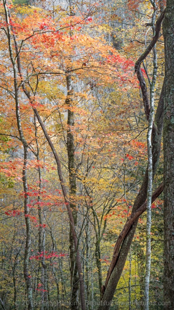 Fall Color, Great Smoky Mountains National Park © 2018 Patty Hankins