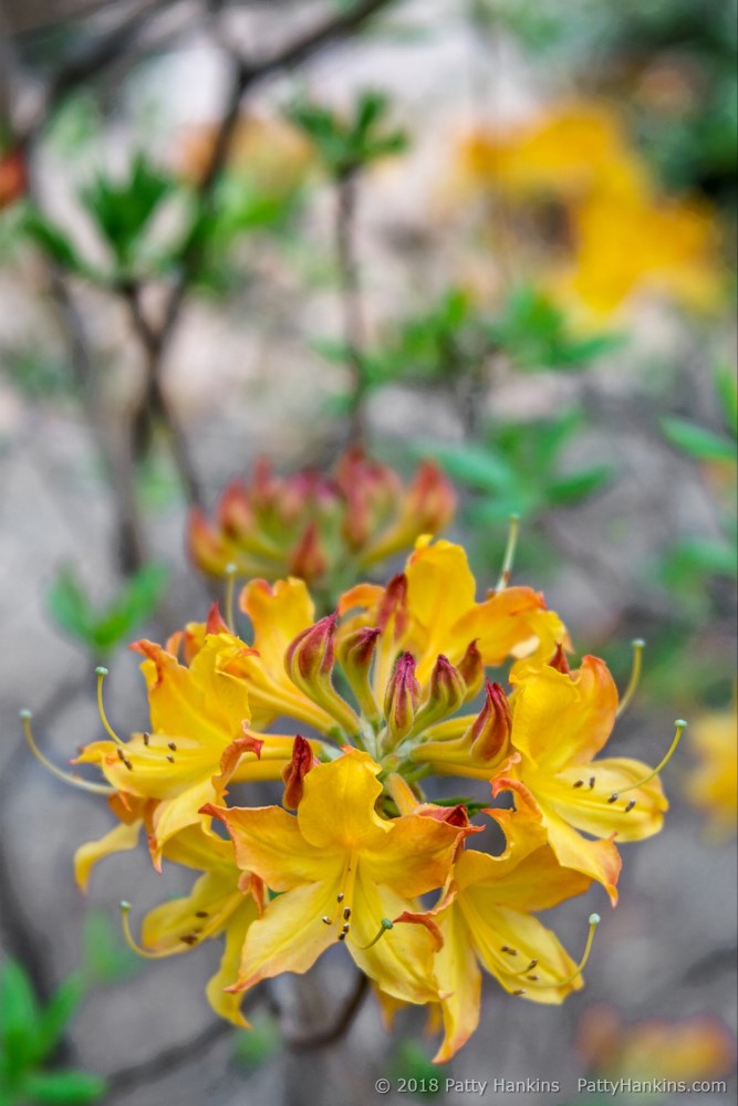 Azaleas at Callaway Gardens © 2018 Patty Hankins