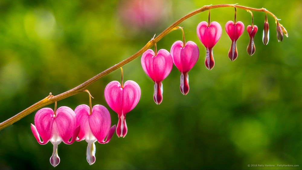 Bleeding Hearts © 2018 Patty Hankins