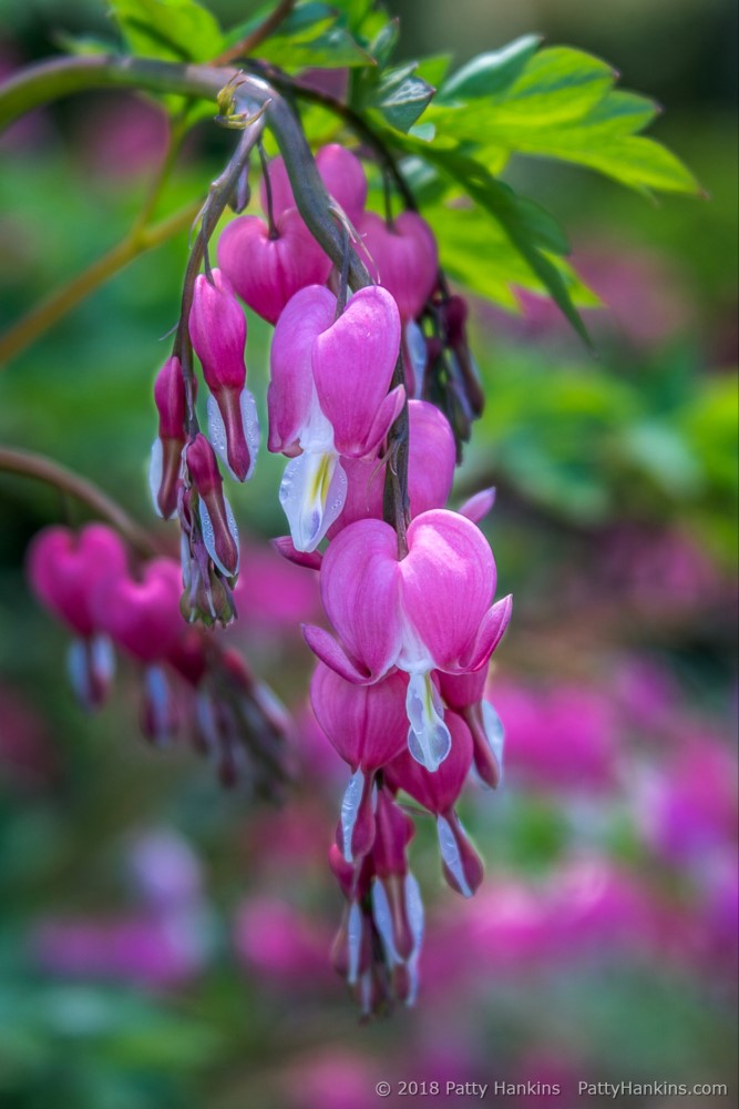 Bleeding Hearts © 2018 Patty Hankins