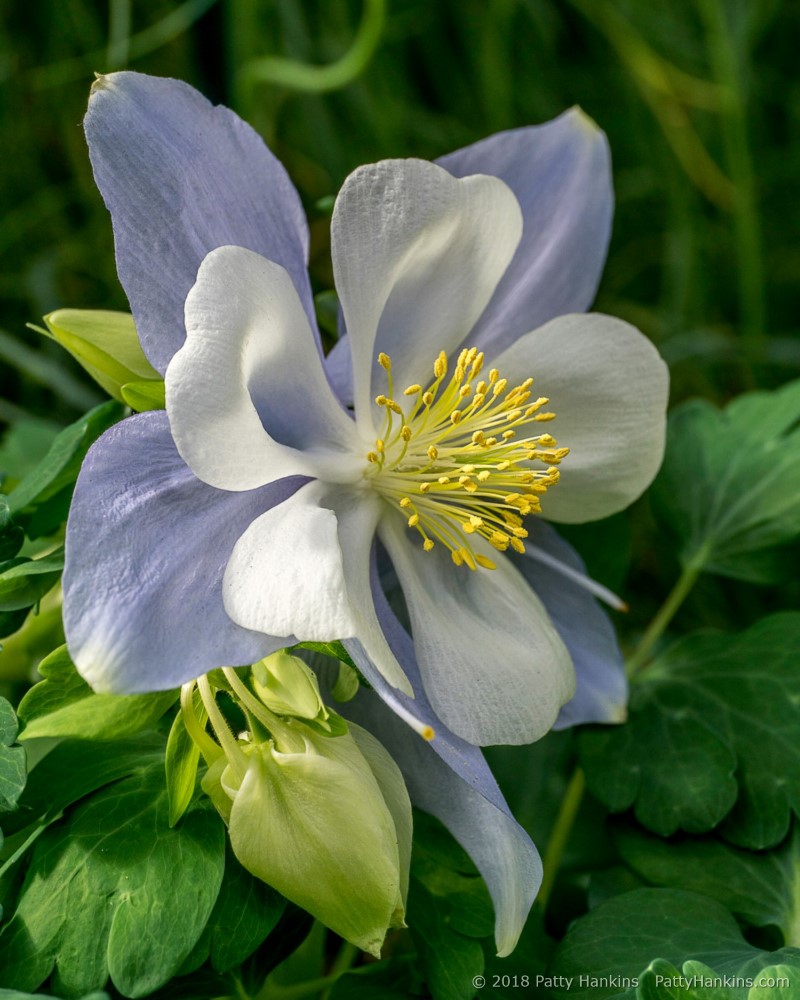 Bluebird Columbine © 2018 Patty Hankins