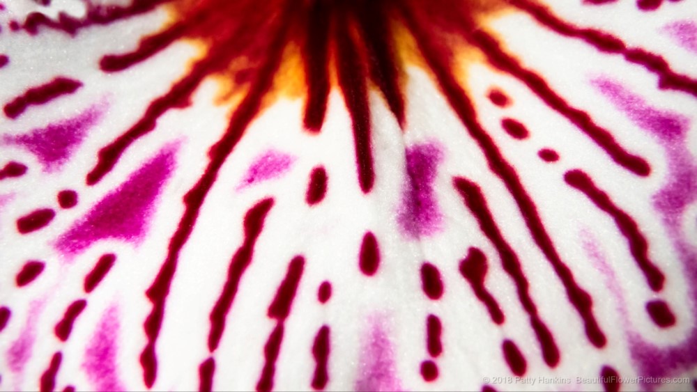 Miltonia Orchid Abstract 2018 Patty Hankins