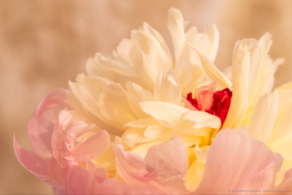 Pink & White Peony © 2018 Patty Hankins