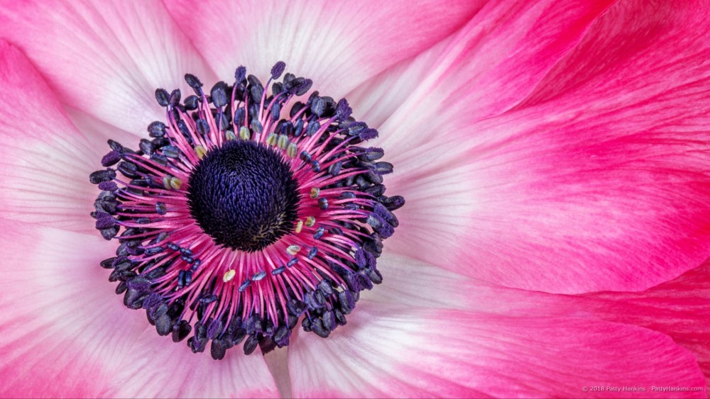 Red Poppy Anemone © 2018 Patty Hankins