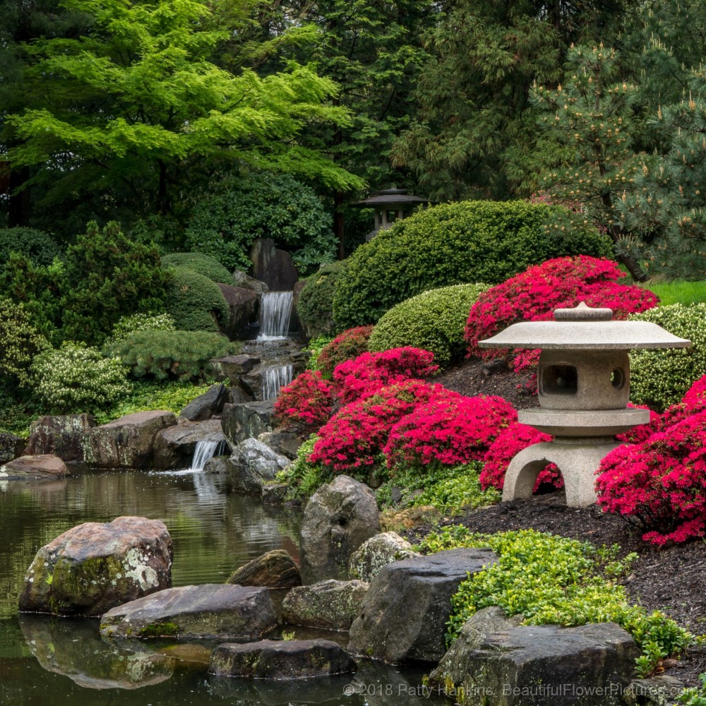 In the Shofuso Japanese Garden © 2018 Patty Hankins