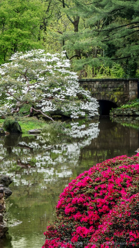 Dogwood and Azaleas at Shofuso Japanese Gadrens © 2018 Patty Hankins