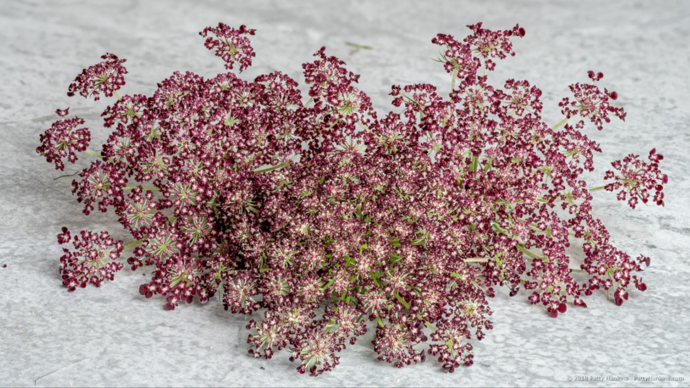 Chocolate Lace Flower © 2018 Patty Hankins