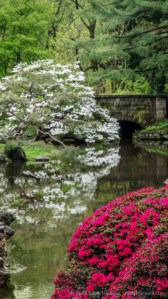 Dogwood & Azaleas at Shofuso Japanese Gardens – New Photo :: Beautiful