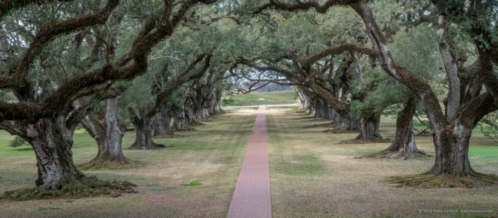 Oak Alley Plantation, Vacharie, Louisiana © 2018 Patty Hankins