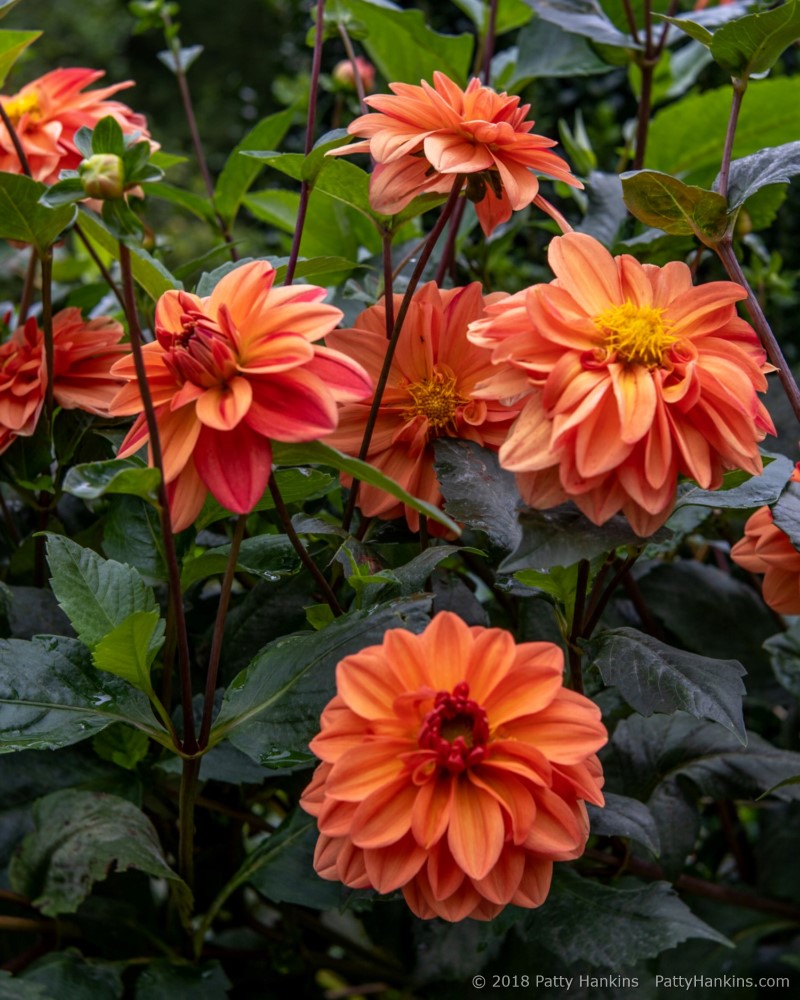 Koppertone Dahlias © 2018 Patty Hankins