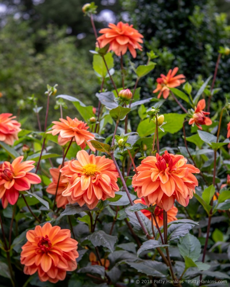 Koppertone Dahlias © 2018 Patty Hankins