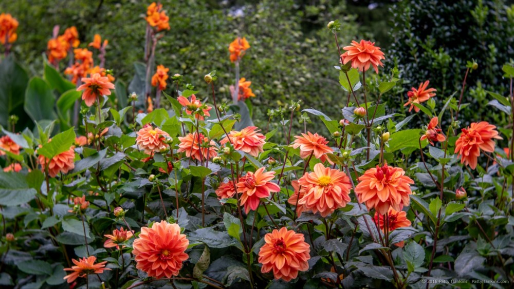 Koppertone Dahlias © 2018 Patty Hankins