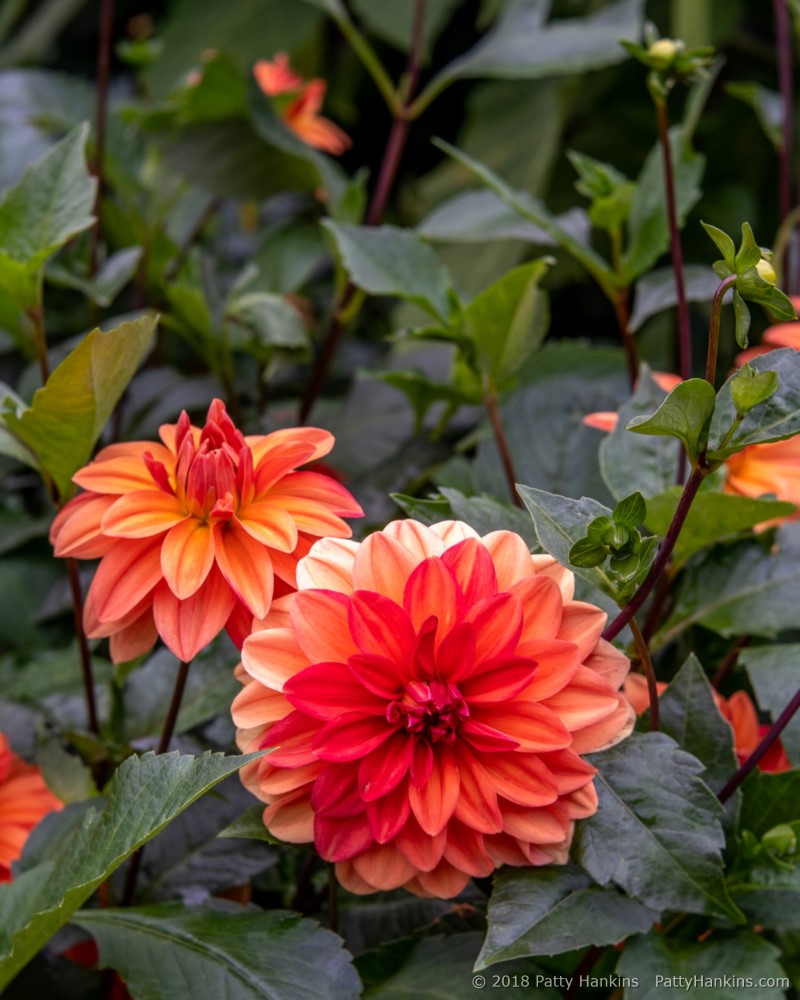 Koppertone Dahlias © 2018 Patty Hankins