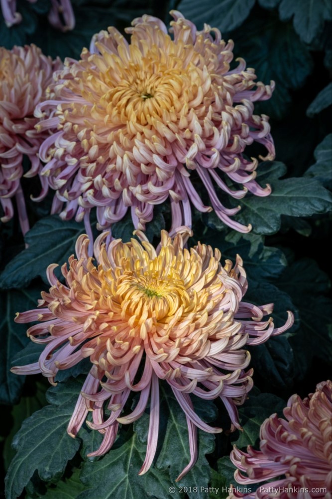 Evening Glow Chrysanthemum © 2018 Patty Hankins