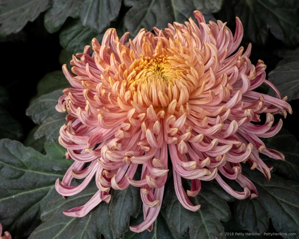 Evening Glow Chrysanthemum © 2018 Patty Hankins