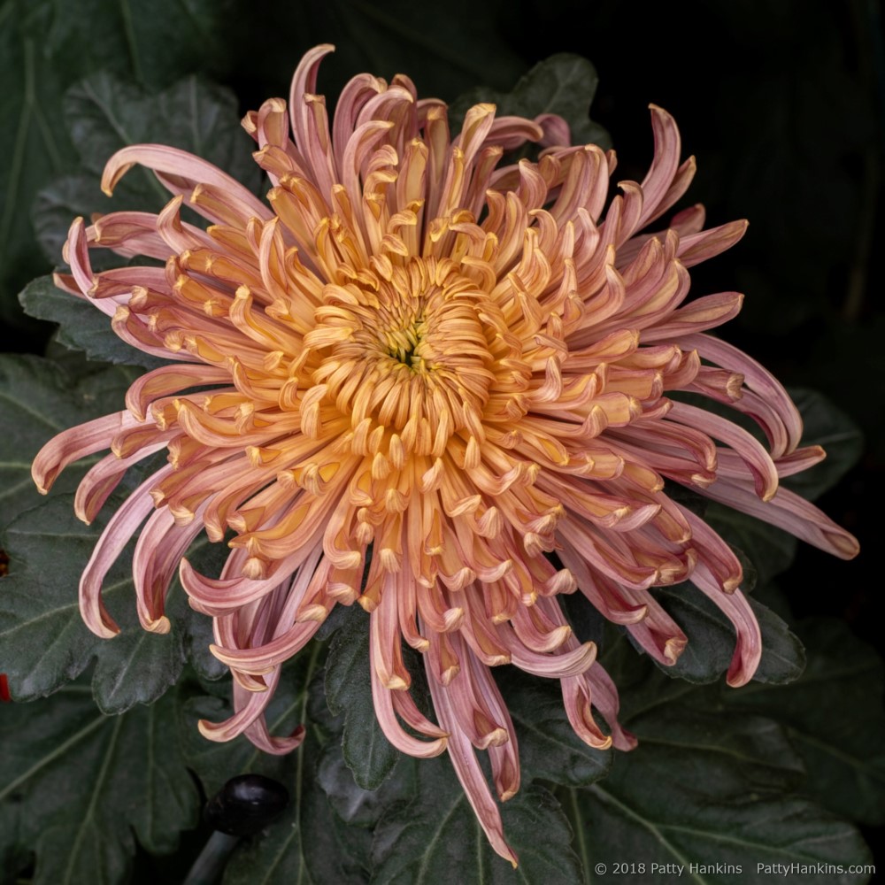 Evening Glow Chrysanthemum © 2018 Patty Hankins