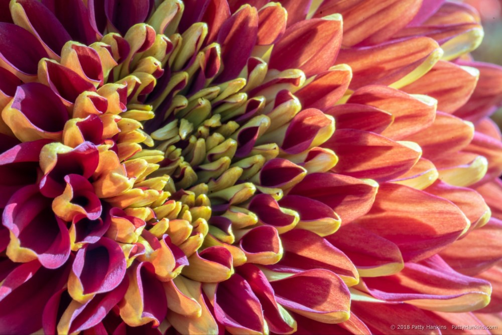 Fireflash Chrysanthemum © 2018 Patty Hankins