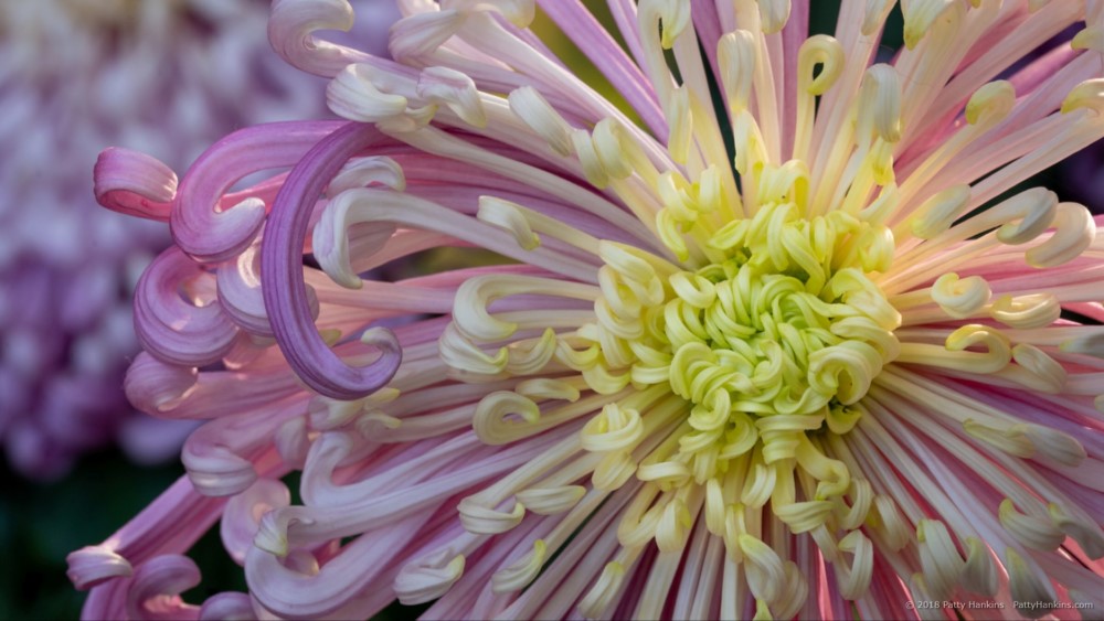 Vienna Waltz Chrysanthemum © 2018 Patty Hankins