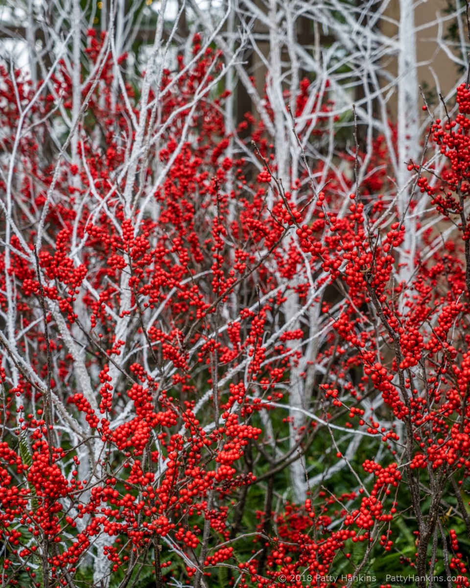 East Conservatory Decorations, Christmas at Longwood Gardens, 2018 ©2018 Patty Hankins