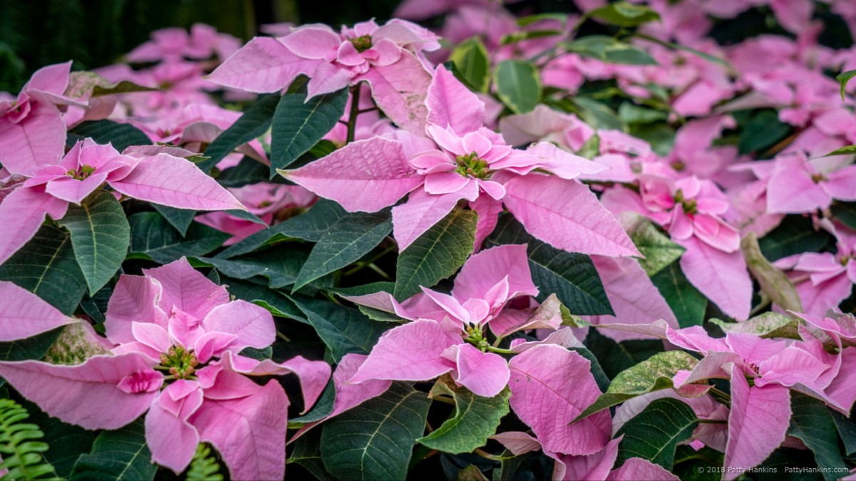 Bonprilipcom Poinsettia © 2018 Patty Hankins